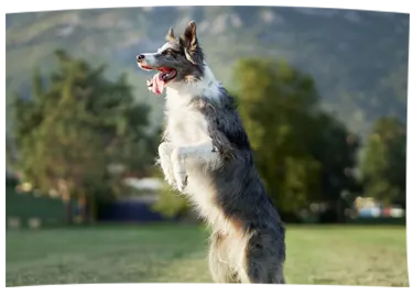 Apprendre à s’assoir chien