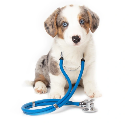 Soins veterinaires